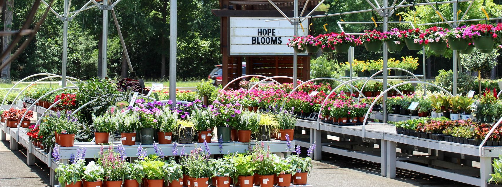 Flower-filled outdoor garden center with rows of potted plants and hanging baskets