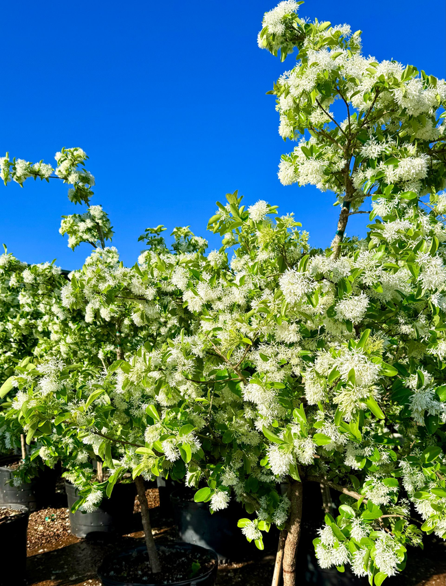 Flowering tree with white blossoms against a bright blue sky