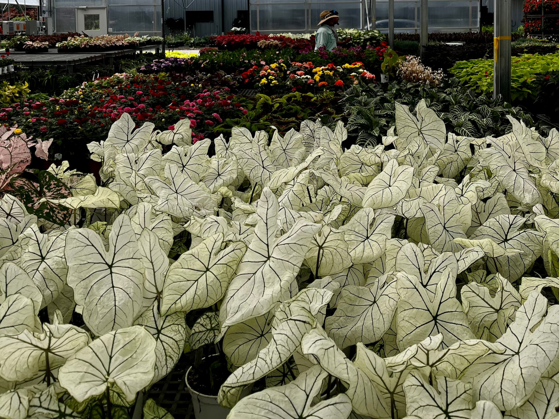White speckled leaves in a flower bed, with colorful blooms and greenhouse structures in the background
