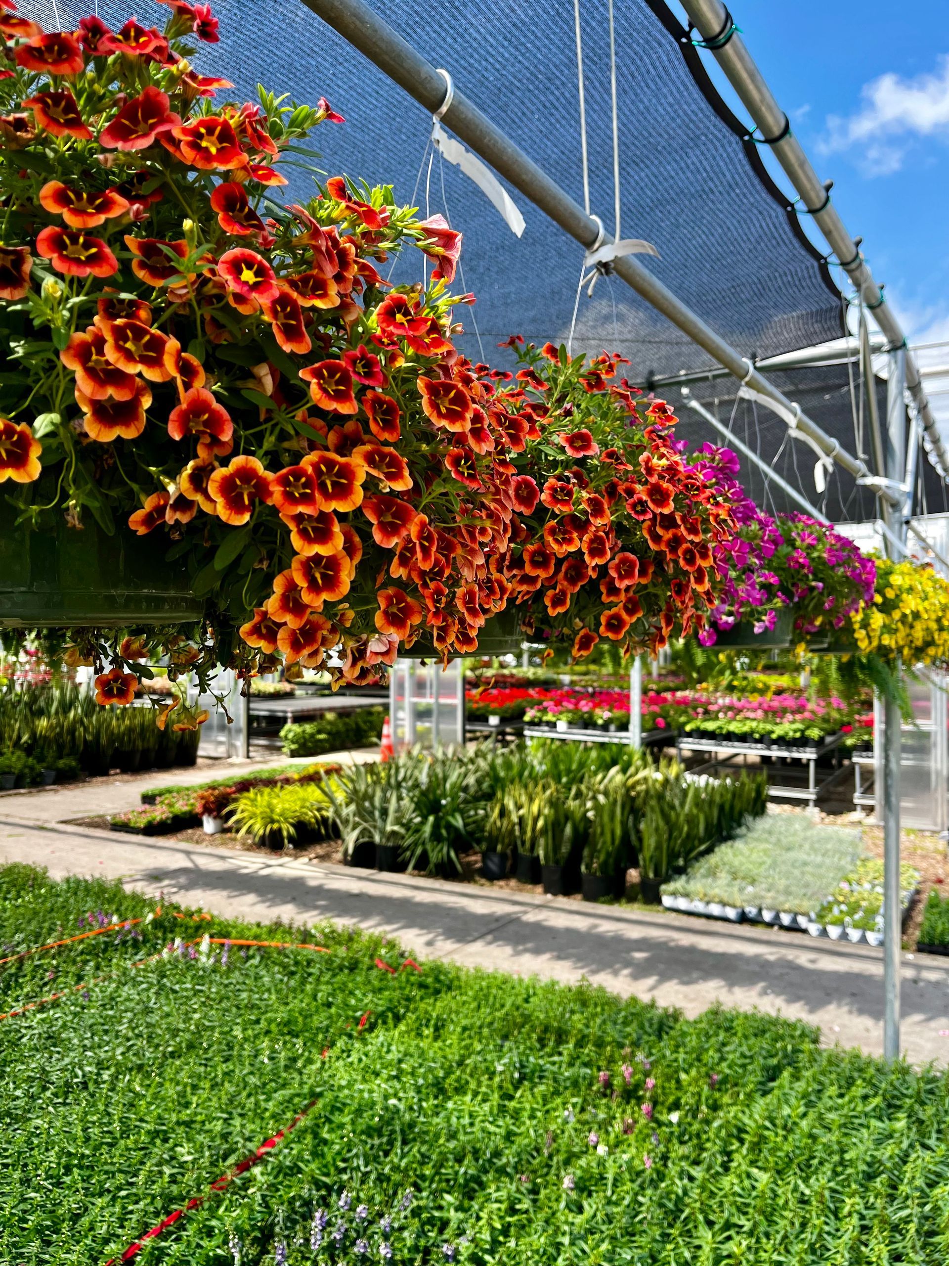 Hanging baskets of orange and pink flowers in a greenhouse with rows of plants below