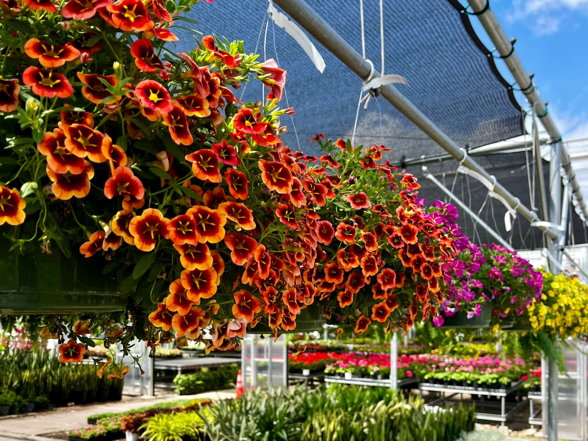 Hanging baskets of bright orange, red, and pink flowers in a greenhouse nursery