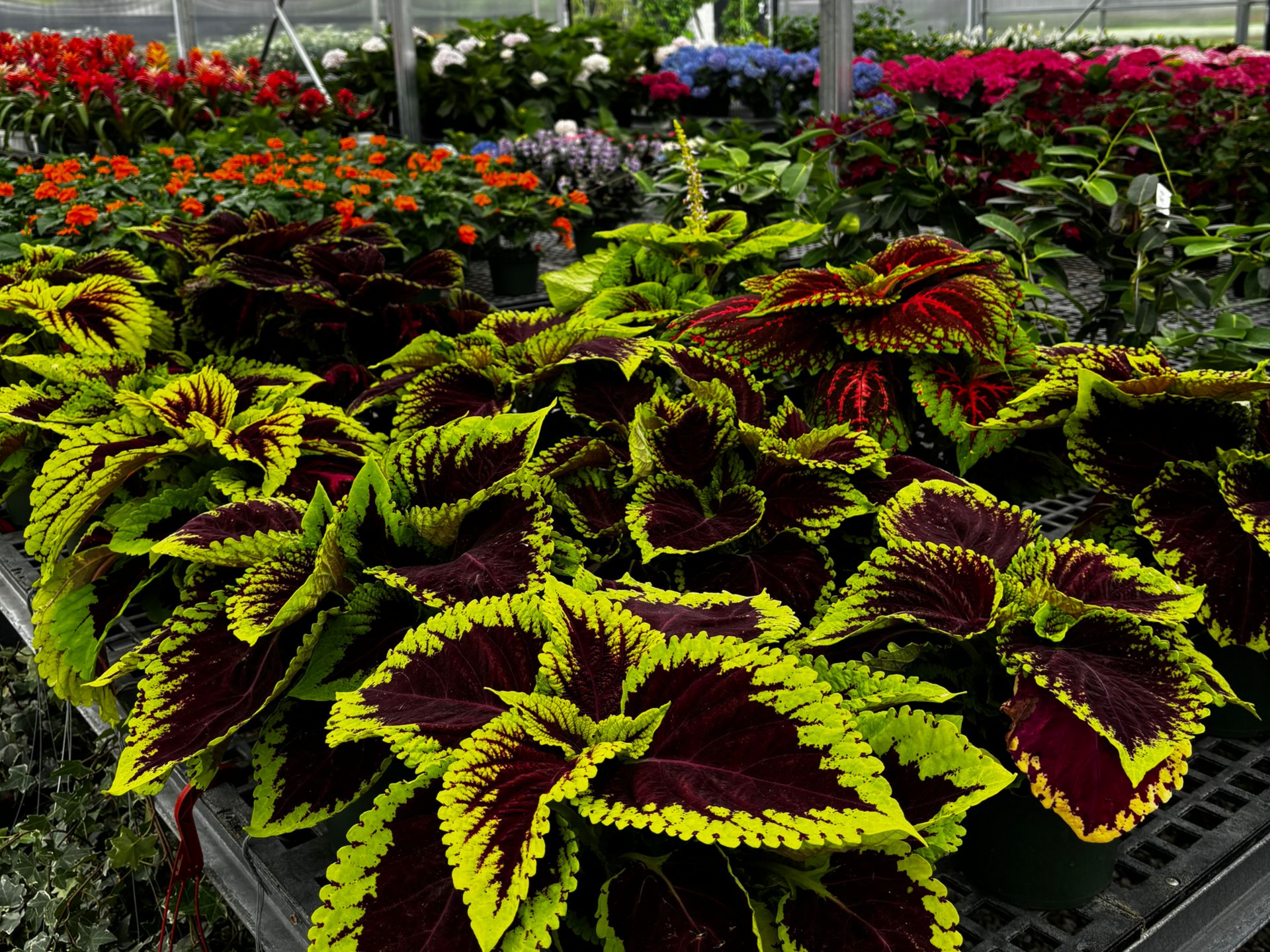 Bright coleus plants with lime green and burgundy leaves in a flower nursery