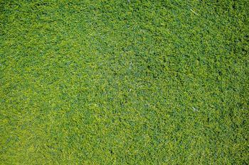Hydro mulching application establishing new grass on a Houston lawn