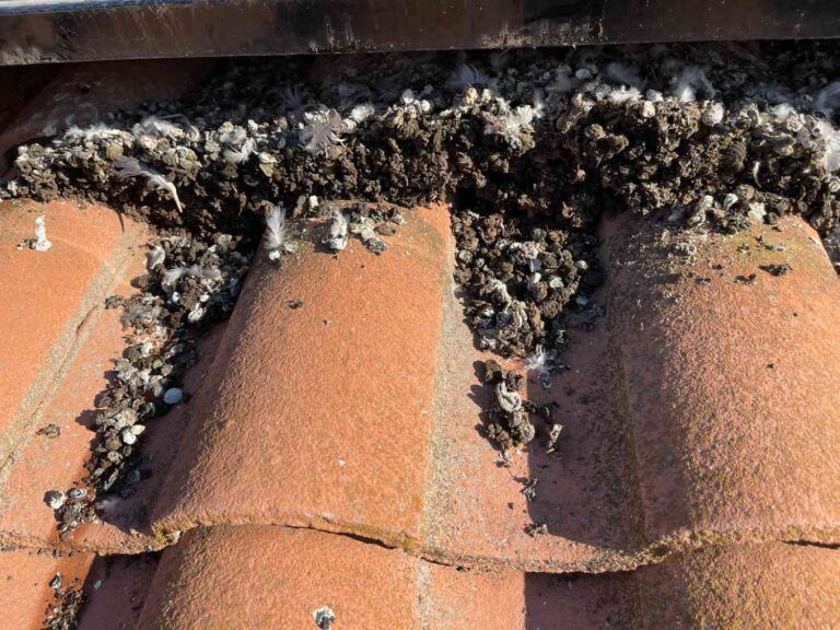 mt-diablo-window-cleaning-bird-proofing-and-critter-guard-image