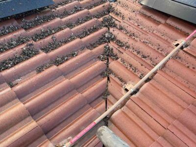 mt-diablo-window-cleaning-bird-proofing-and-critter-guard-image