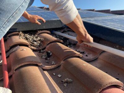 mt-diablo-window-cleaning-bird-proofing-and-critter-guard-image