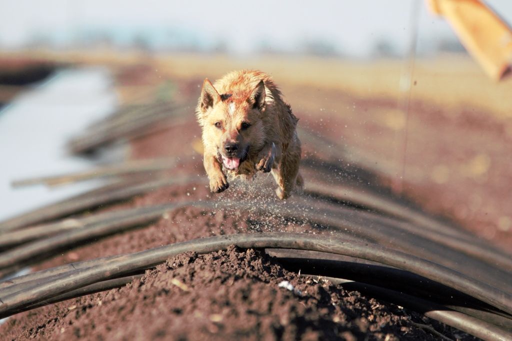 A close-up of a lion cub running along a railway track, kicking up dust.
