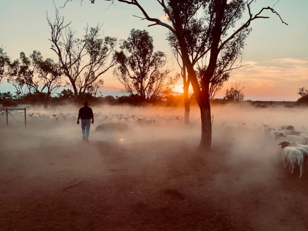 Person walking through dusty sunrise field with trees and a few cows in the distance