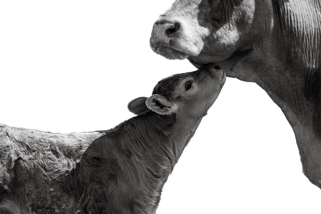 Two cows nuzzling noses in black and white