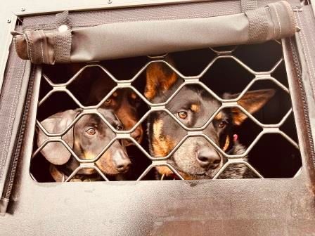 Two dogs peering through a metal mesh crate, one black-and-tan and one gray, in a dark enclosure