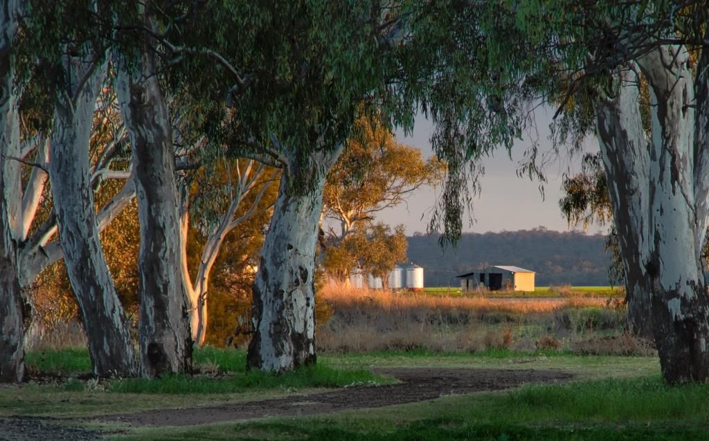 Tree trunks in a park at sunset, with a grassy field and distant farm buildings.