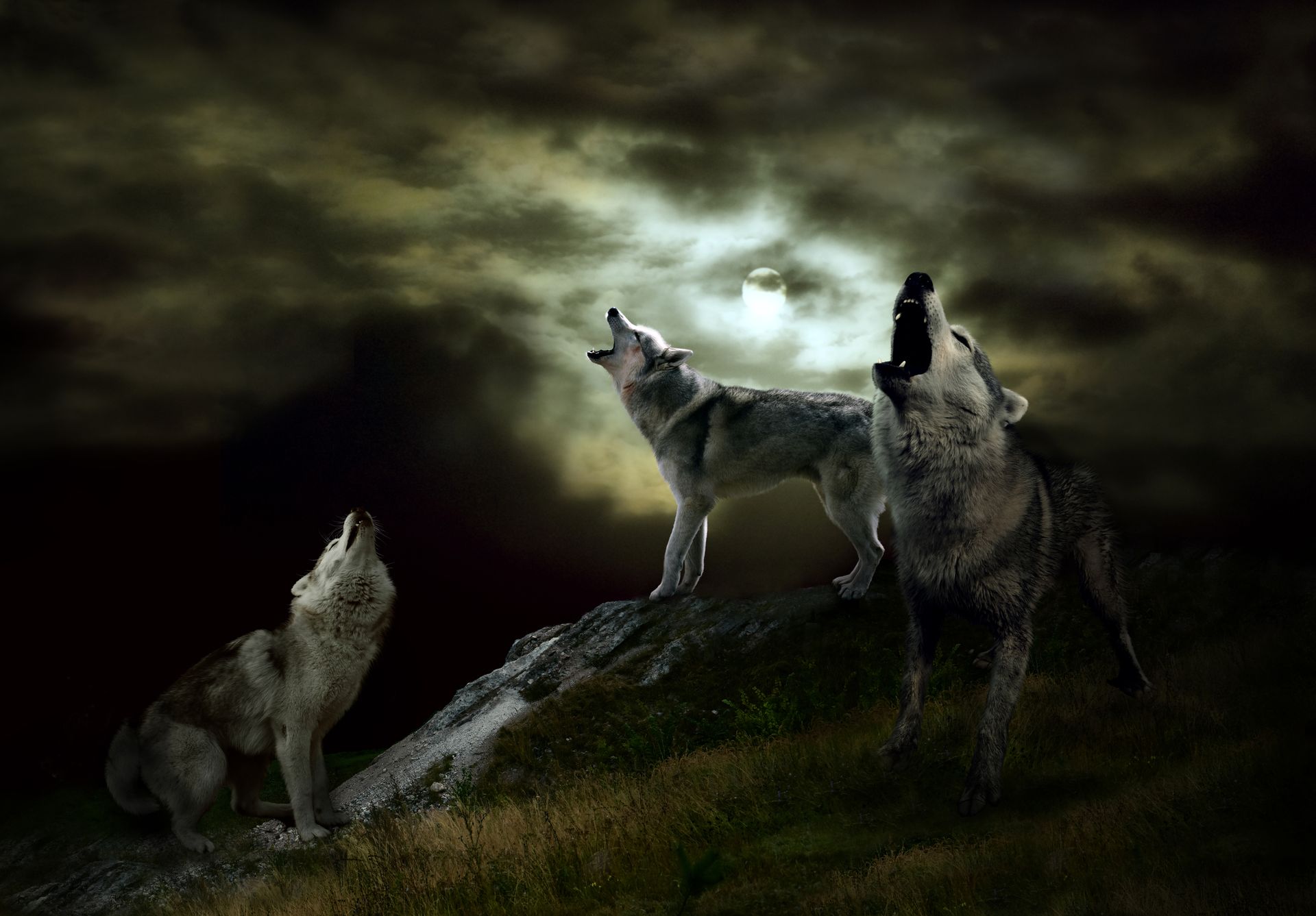 Three wolves are howling at the moon in the dark.