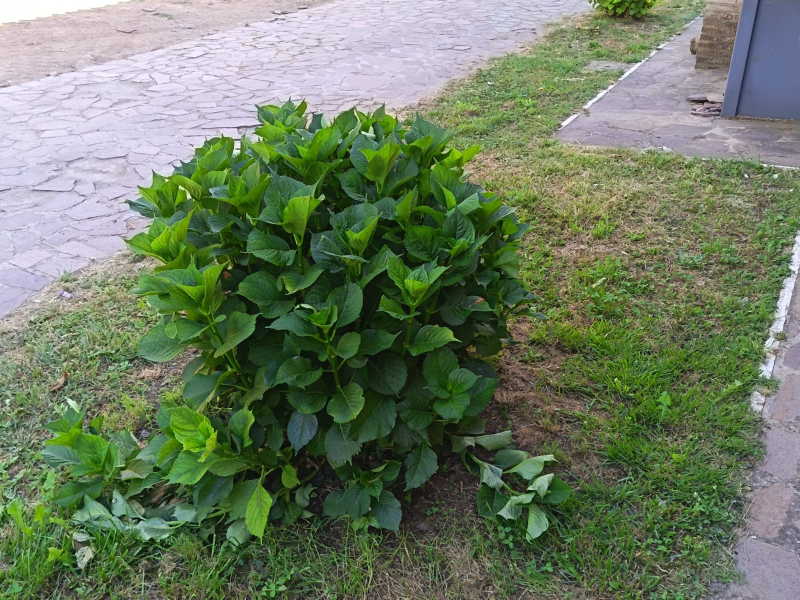 Arbusto verde che cresce accanto a un vialetto lastricato e a un'aiuola erbosa