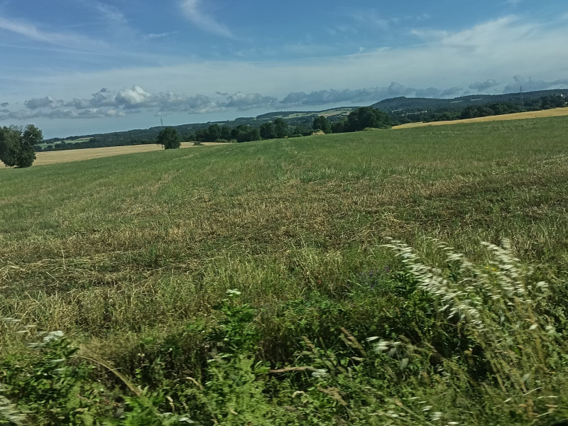 Un prato fiorito sotto un cielo nuvoloso, con alberi e colline in lontananza all'orizzonte.