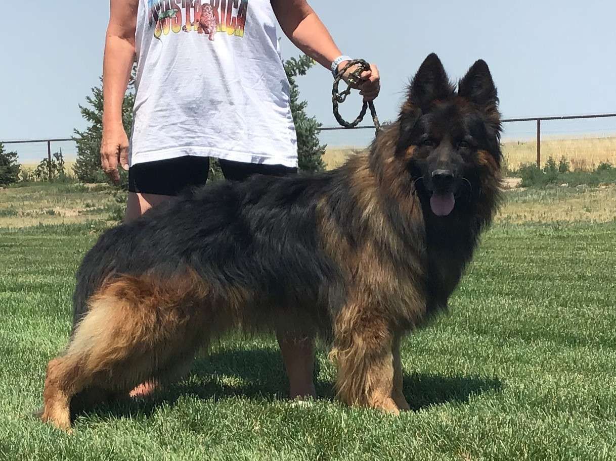 Enzo