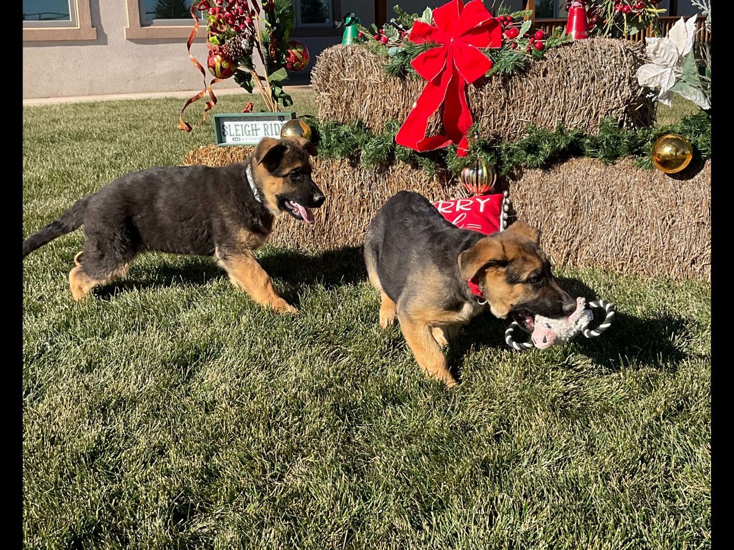 Cute Puppies Playing