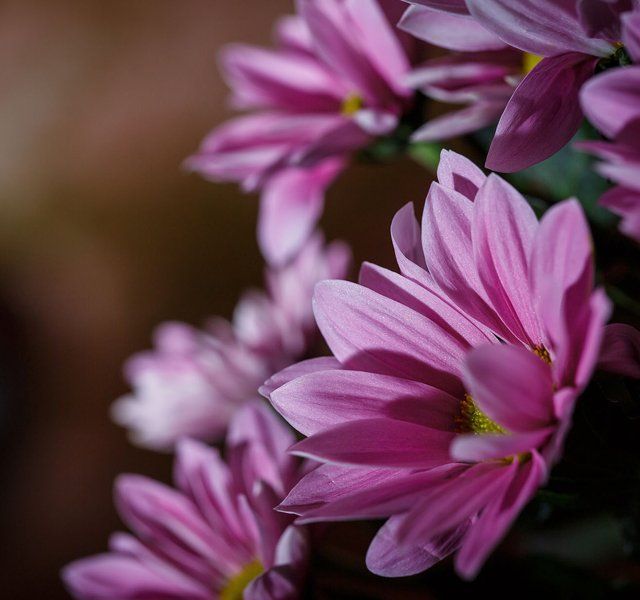Close-up of pink-purple daisies with soft blurred background