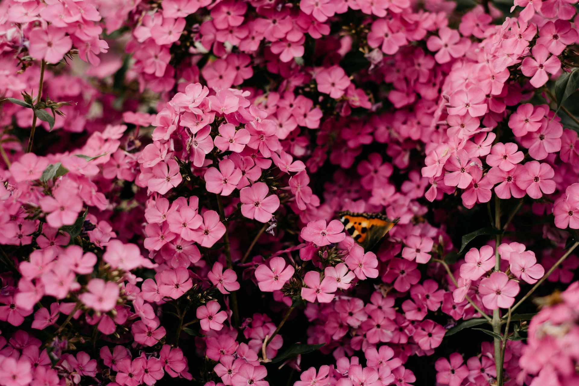 A vibrant cluster of pink phlox flowers, with a small butterfly perched among the petals on the right.