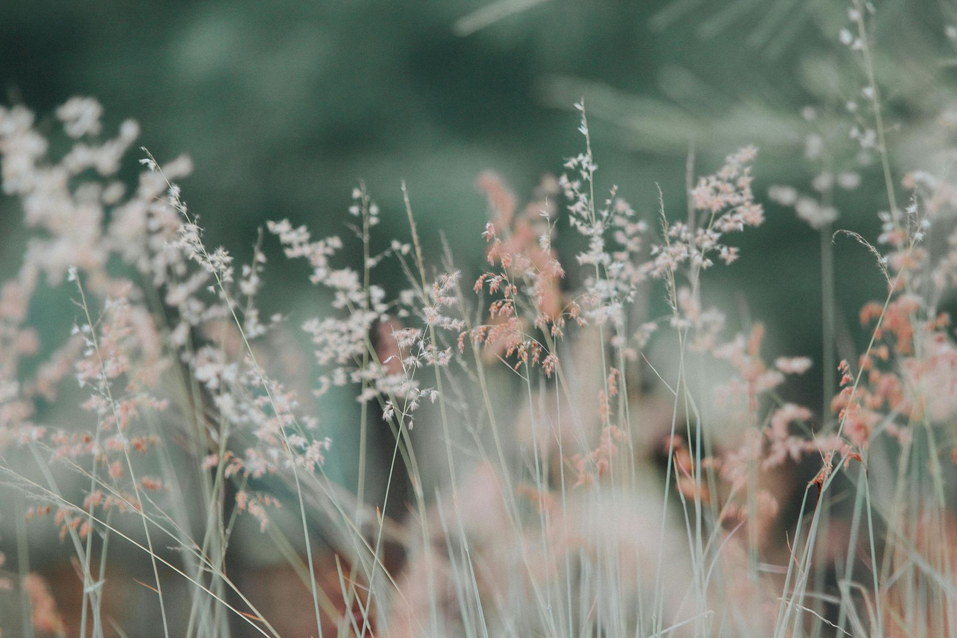 Close-up of delicate, wispy field grasses and seed heads in soft, muted tones against a blurred, dark green background.