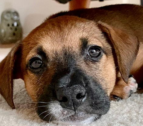 Close-up of a brown puppy with a black muzzle resting its head on a carpet, looking at the camera