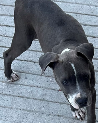 Black-and-white puppy standing on a gray deck, looking up at the camera.