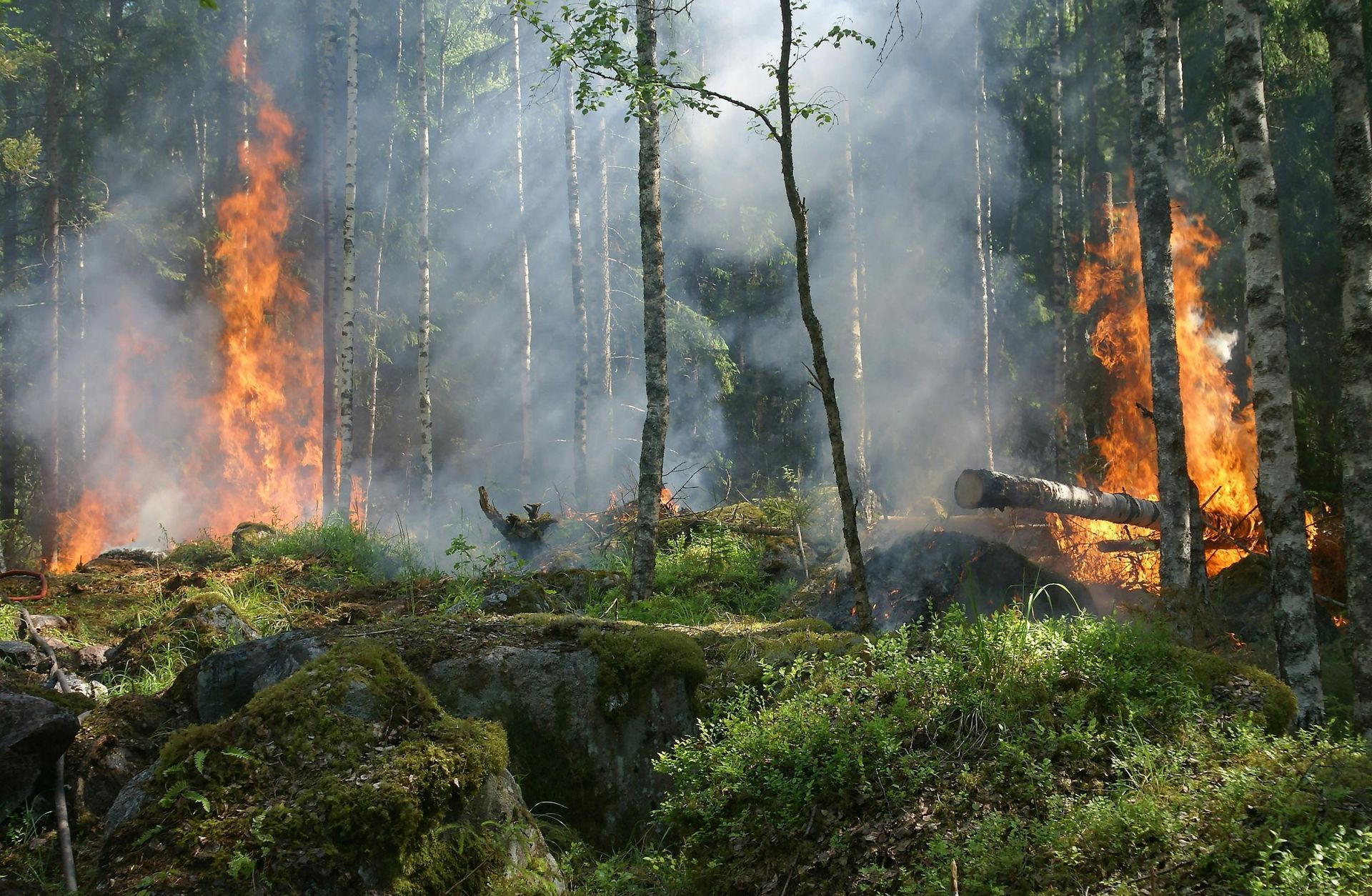 Forest fire with tall orange flames and thick gray smoke among trees and mossy ground