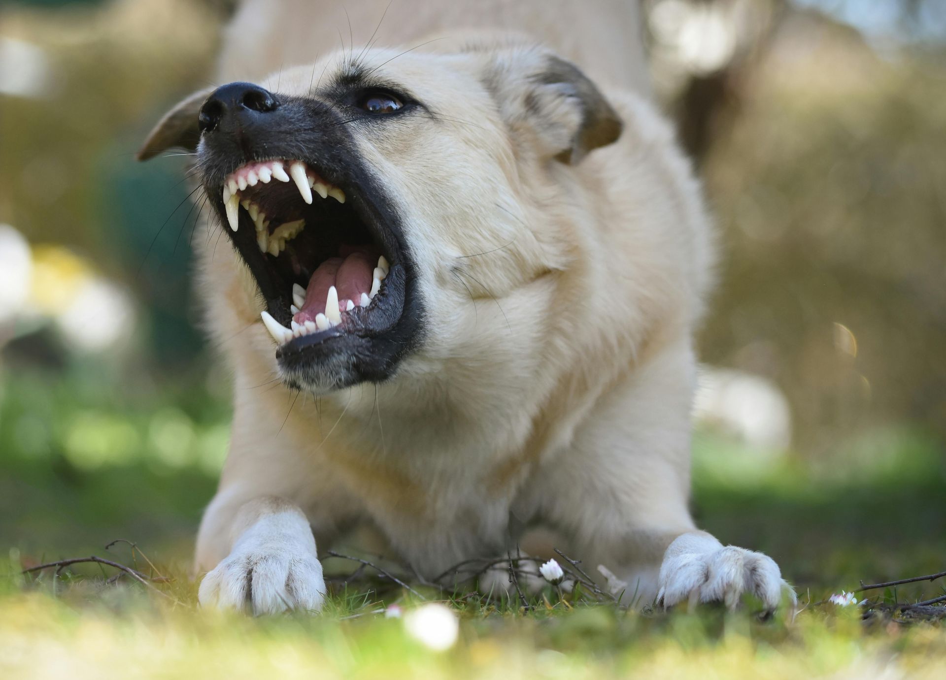 Aggressive tan dog snarling on grass, teeth bared with mouth wide open
