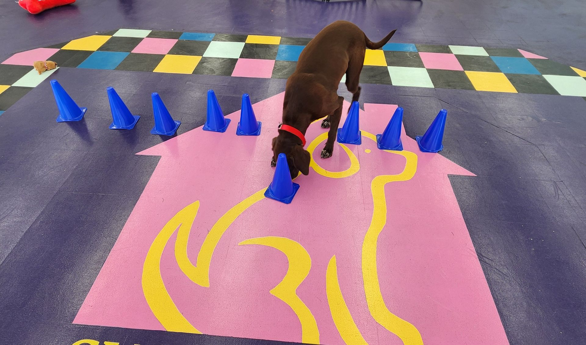 Doggy Day School