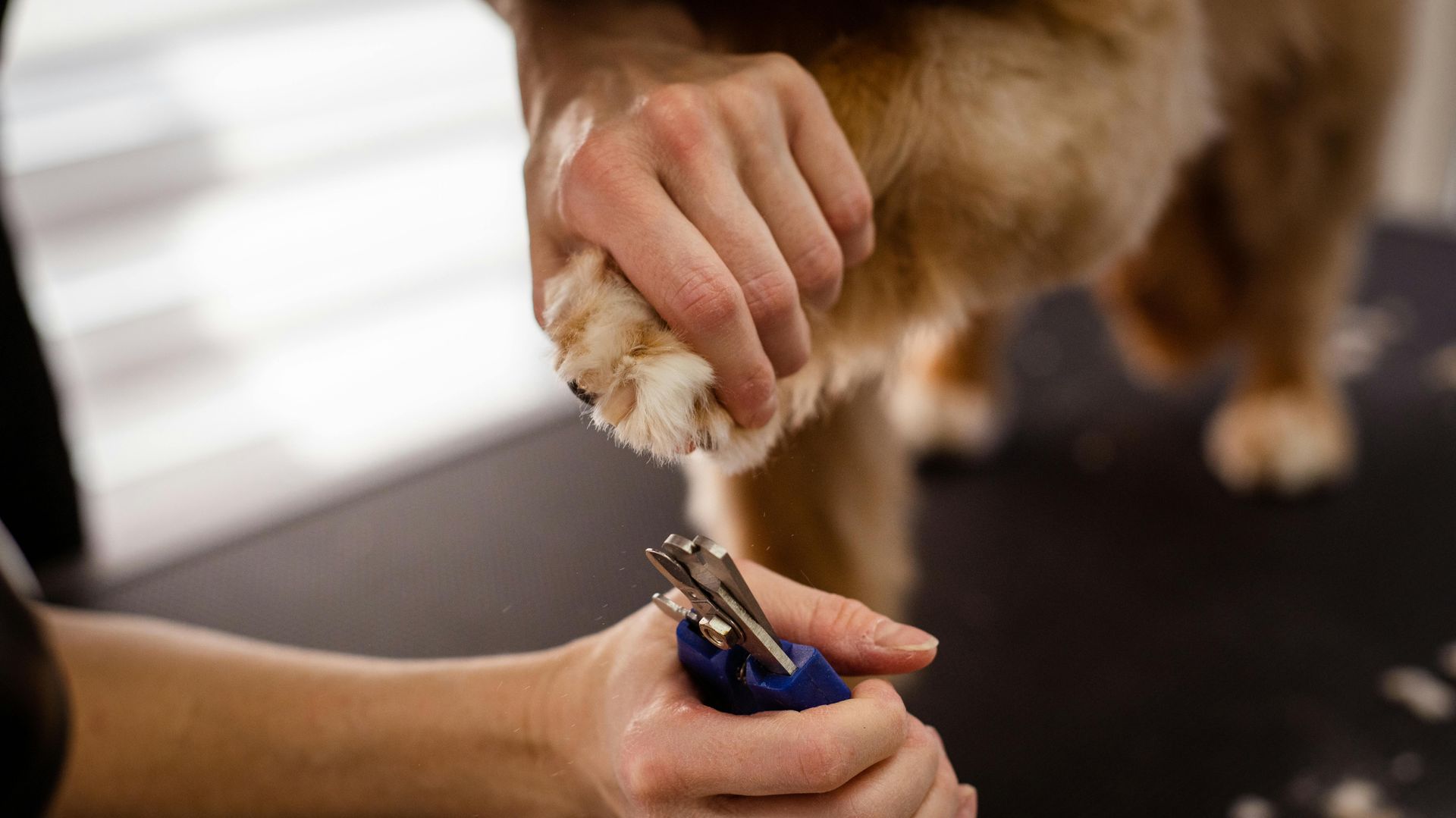 Nail Trim/Dremel