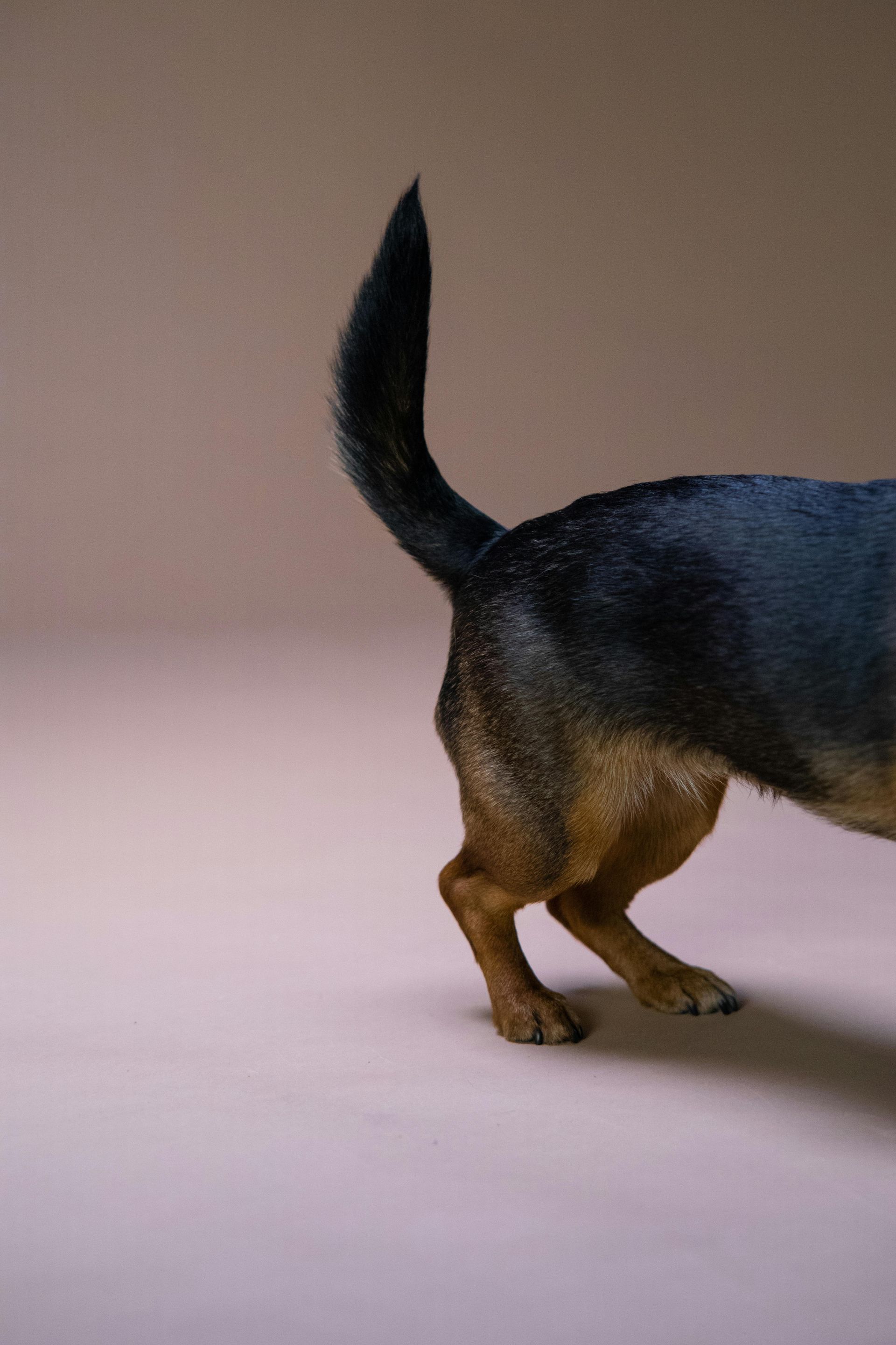 Britches Scissored (Back Legs)