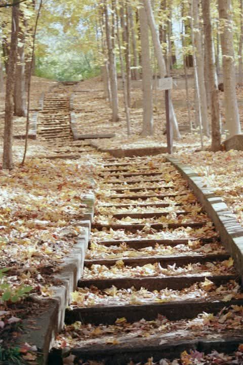 Wooden steps ascending a leaf-covered forest path in autumn, lined with tall trees.