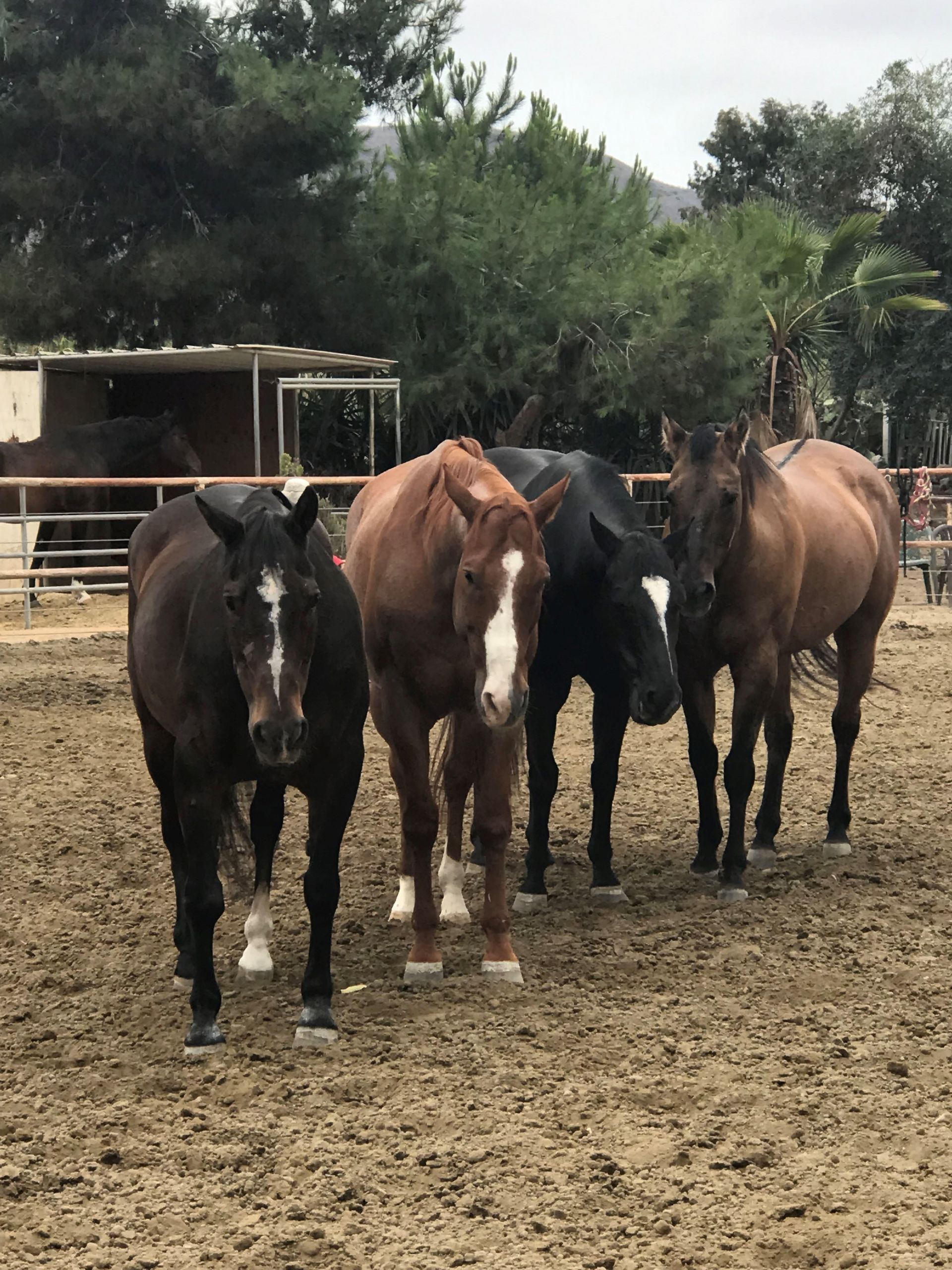 Horse Rescue