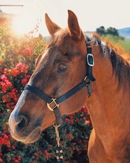 Chestnut horse wearing a halter, head turned to the side, in front of pink flowers; bright sunlight.