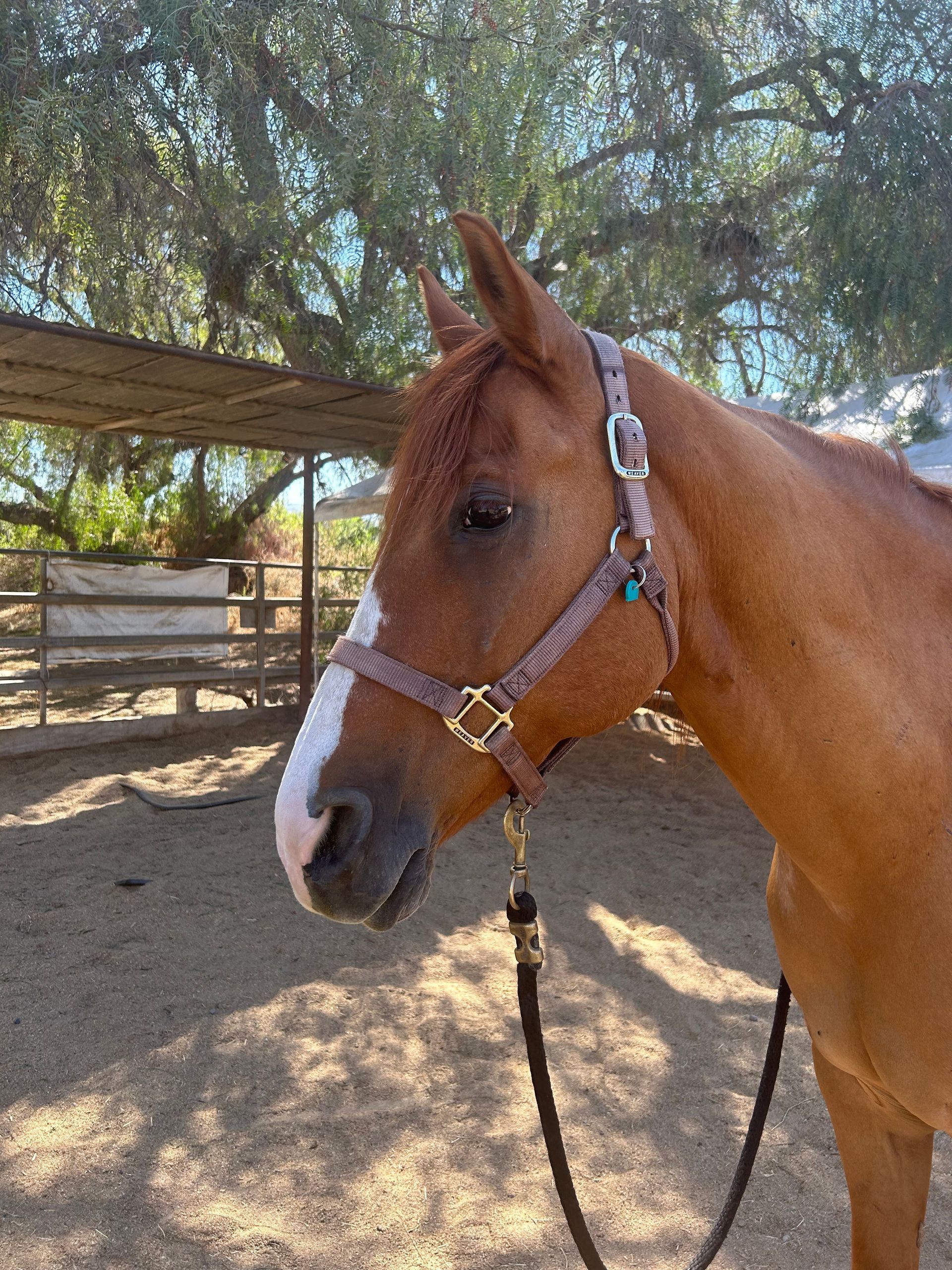 Chestnut horse with a white blaze wearing a brown halter in a sandy enclosure.