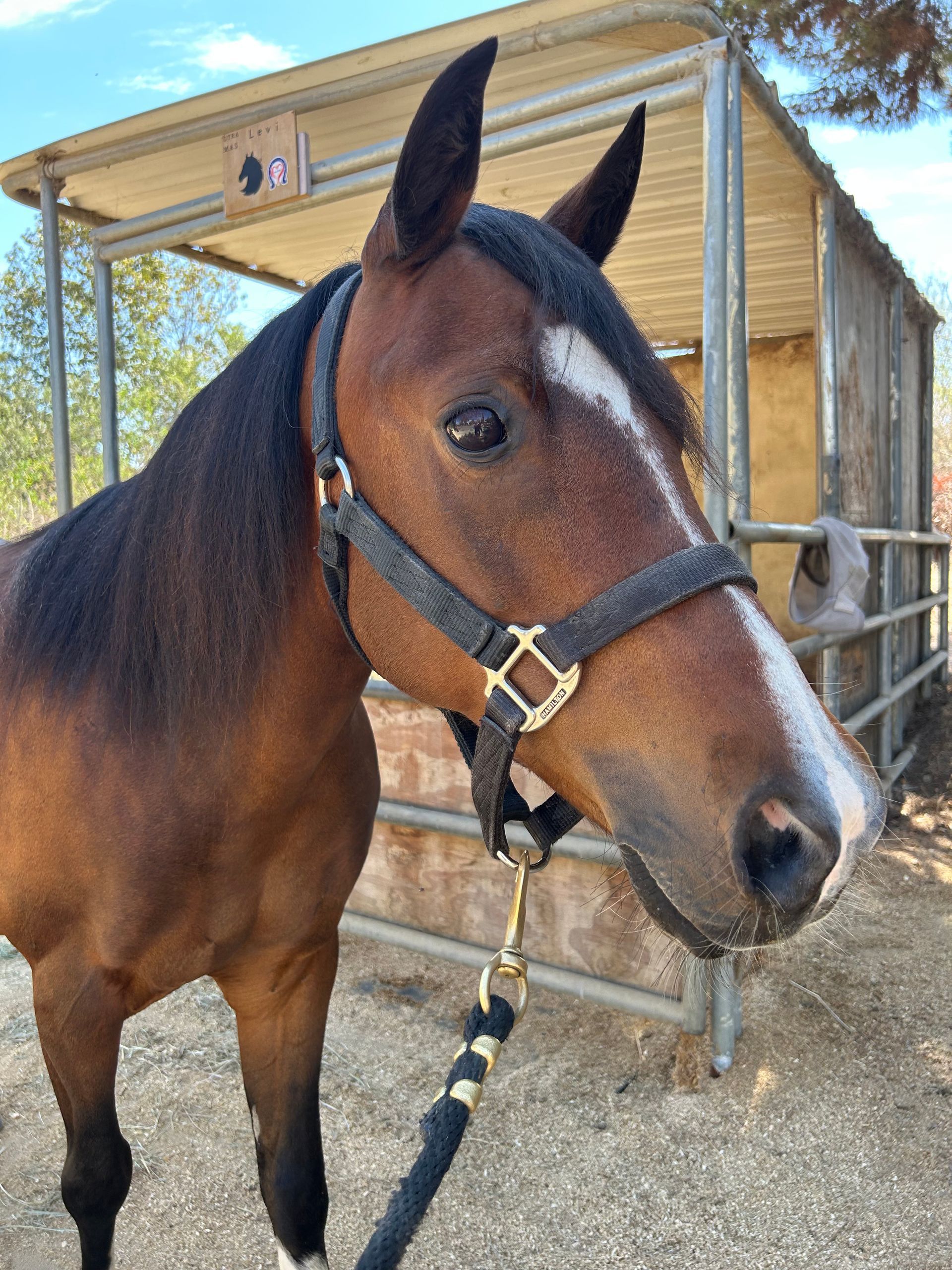 Bay horse wearing a black halter with a white blaze, standing outside in the sunshine.