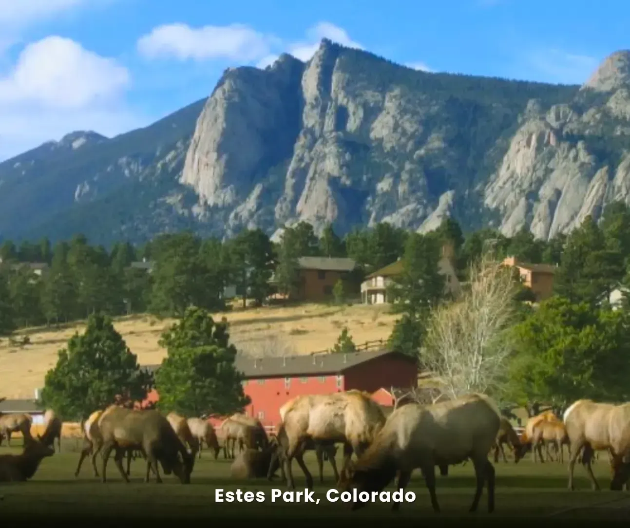 Estes Park, Colorado scenic view with elk grazing near homes and rocky mountains, service area for professional tile cleaning