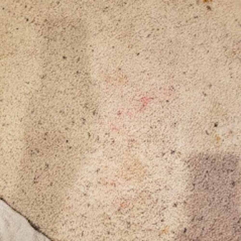 Carpet with visible spots and wear prior to treatment by NOCO Carpet Cleaning