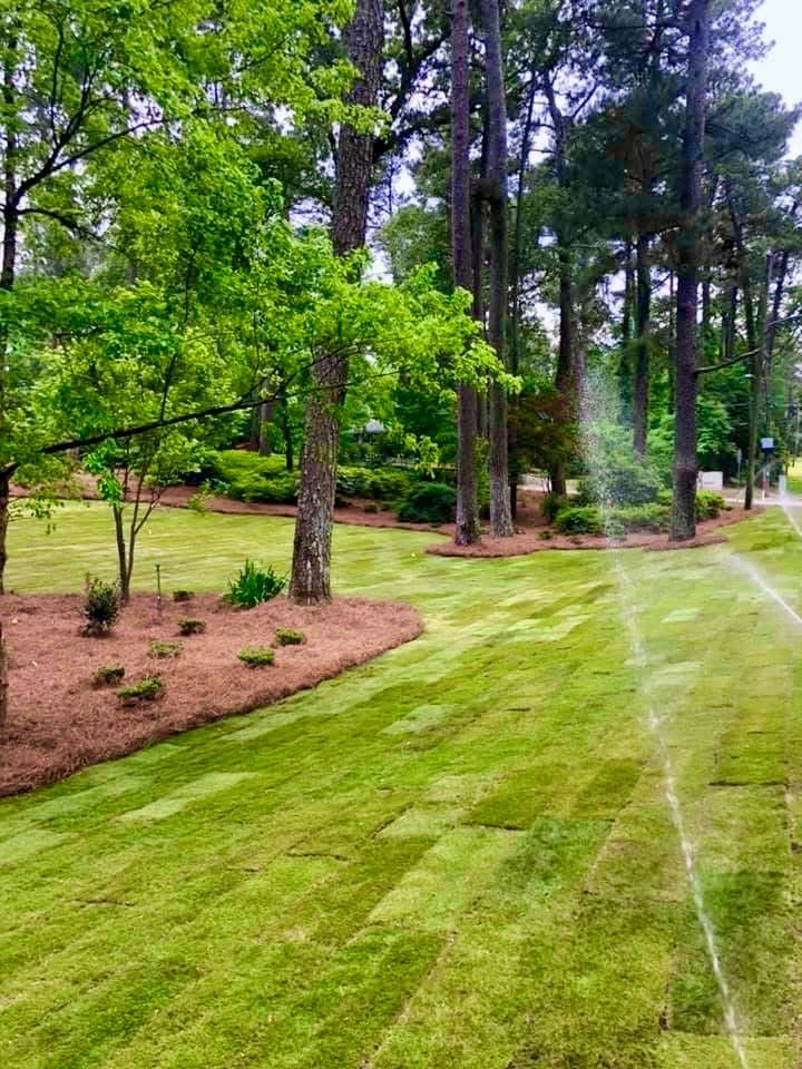 Lush green lawn with freshly laid sod strips being watered by sprinklers, bordered by mulch and trees.