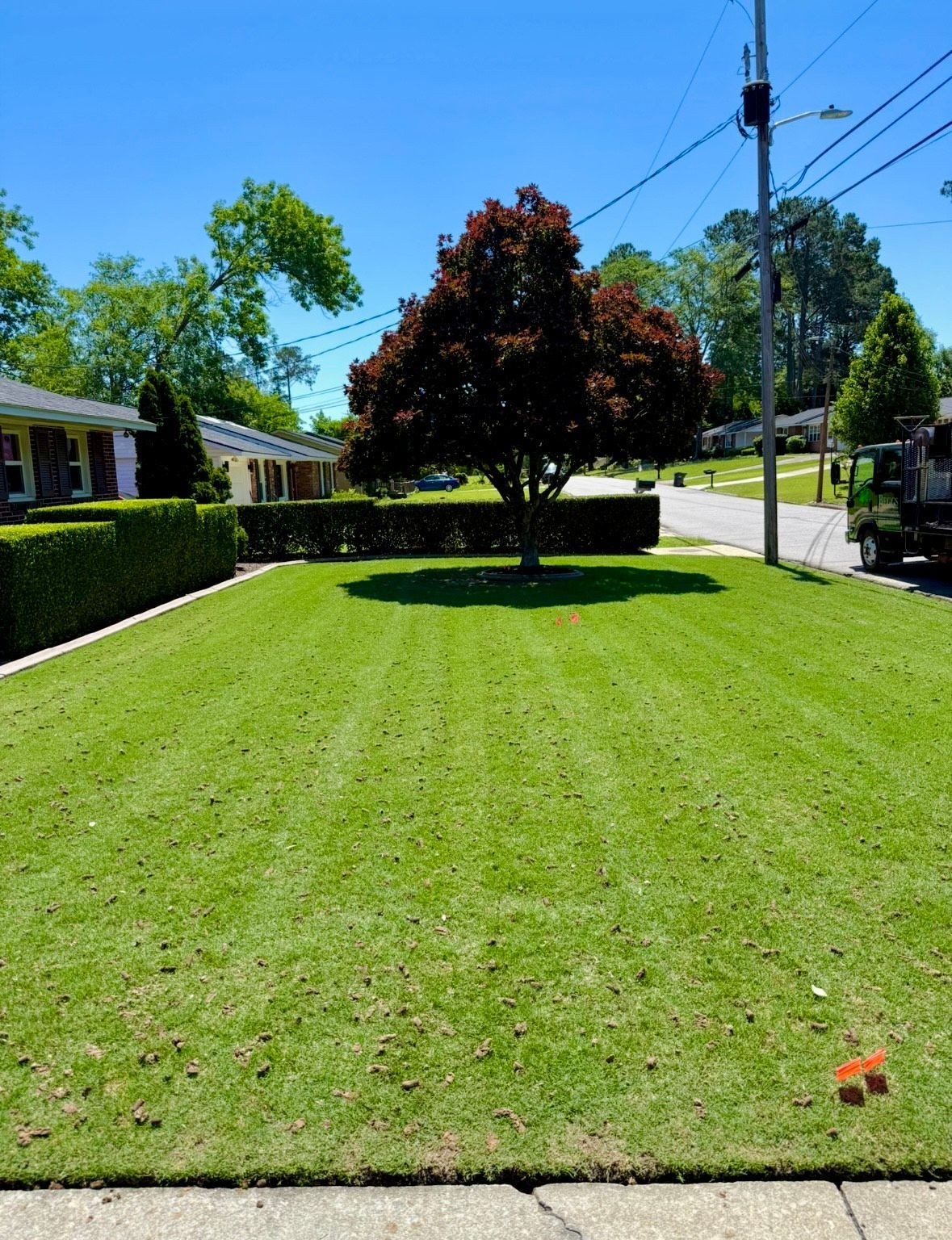 Lush green lawn with a red-leafed tree in the center. Low hedges flank the lawn; houses and a street are in the background.