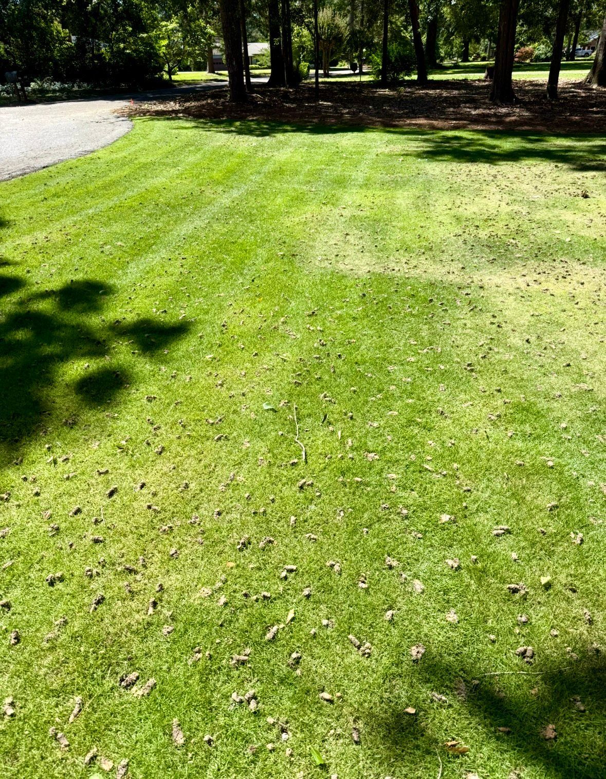 Lush green lawn with varying shades, dappled sunlight, and a curved path leading to a treeline.