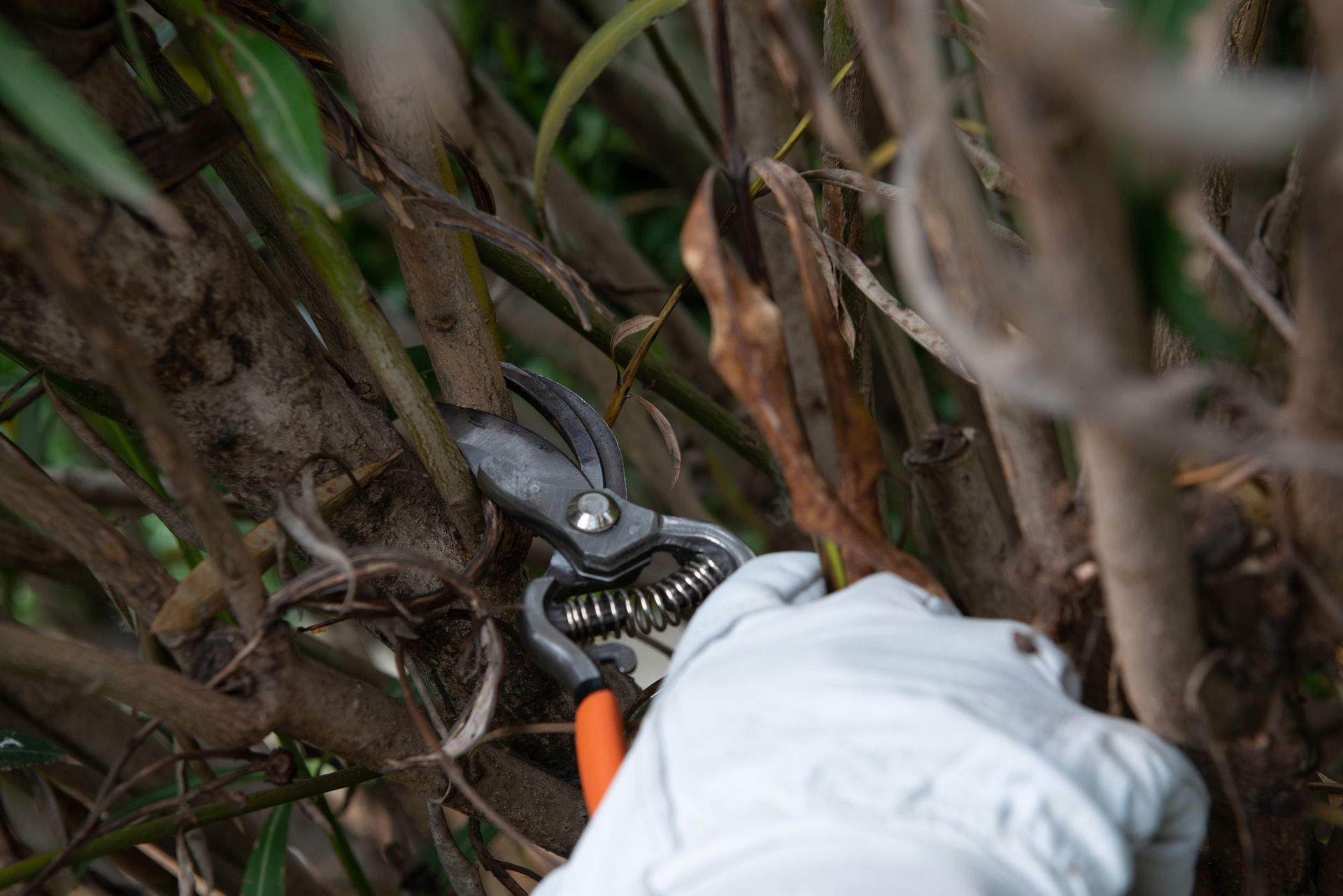 Commercial Landscape Maintenance