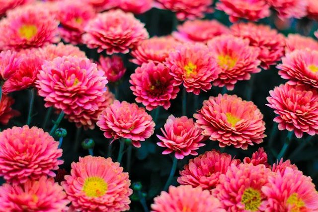 Bright pink chrysanthemum flowers in bloom, symbolizing remembrance and sympathy, are commonly used by funeral homes in Delta, PA, for memorial services and tribute arrangements.