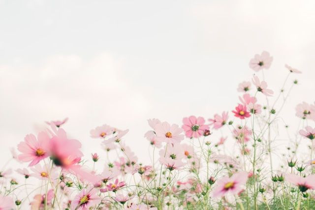 Pink wildflowers symbolizing a celebration of life and cherished memories in Bel Air, PA.