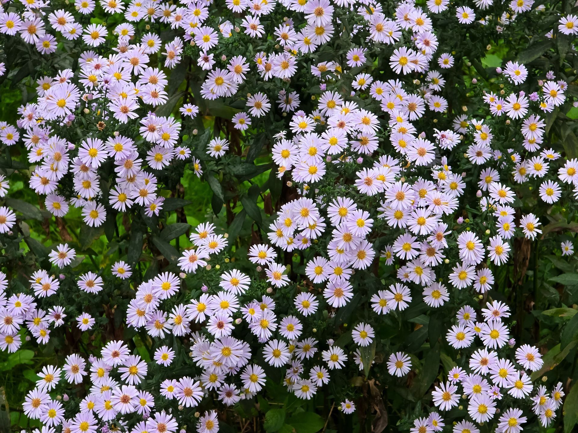 Mass of small, pale purple daisy-like flowers with yellow centers and green foliage.