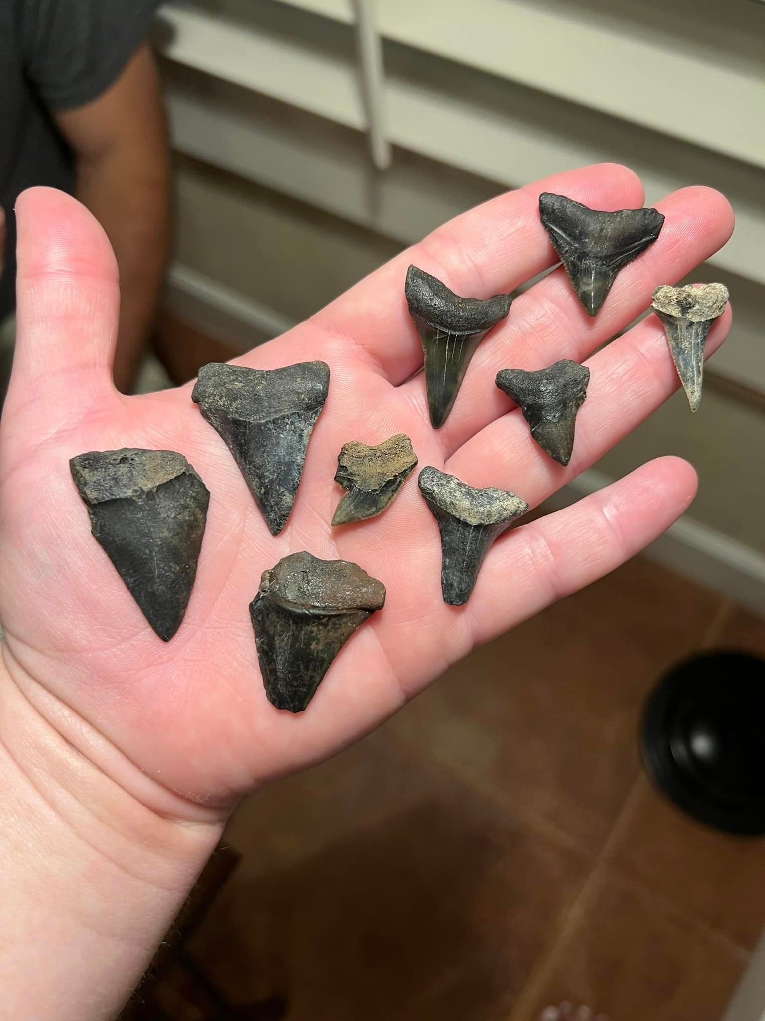 A person is holding a bunch of shark teeth in their hand