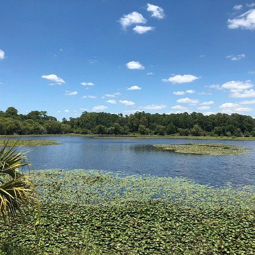 A large body of water surrounded by trees on a sunny day.