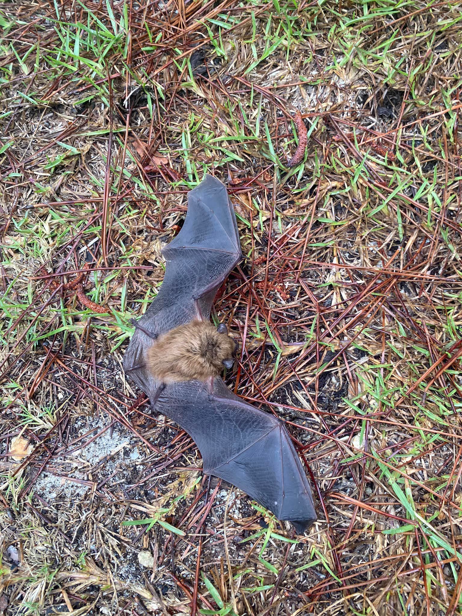 A bat is laying on the ground in the grass.