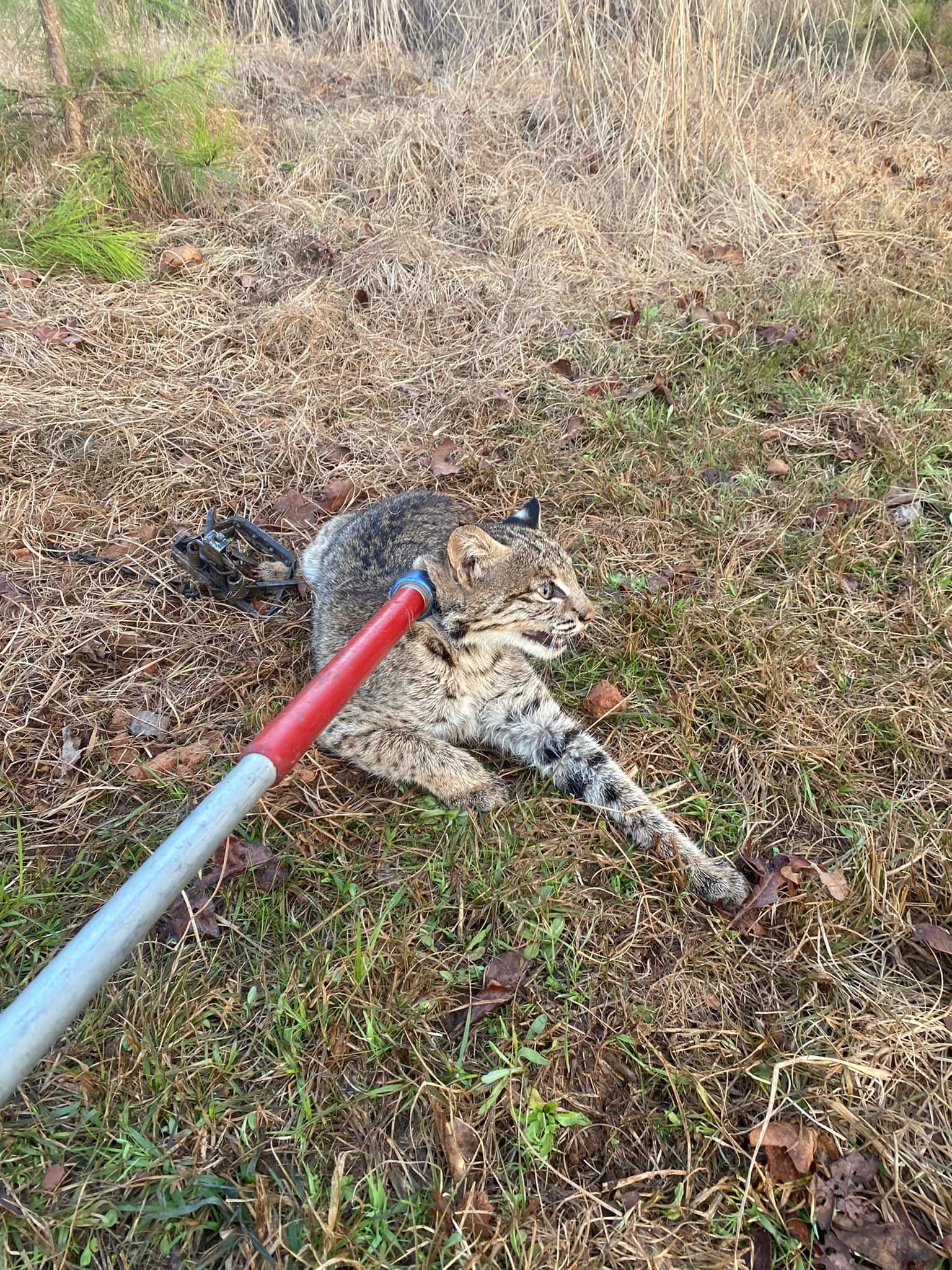 a bobcat caught with a lead