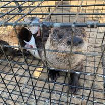 An otter is sitting in a cage with a fish in its mouth.