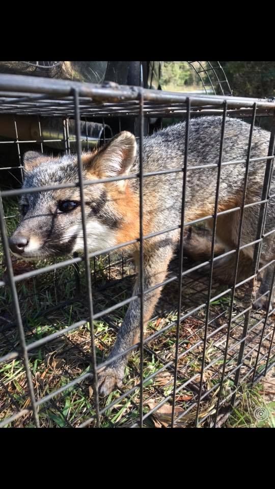 A fox is standing in a wire cage.